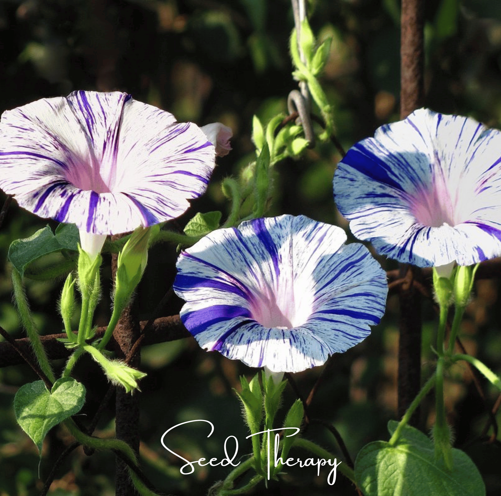 Harlequin Mix Morning Glory – 25 Seeds | Seeds | Wiccan Center