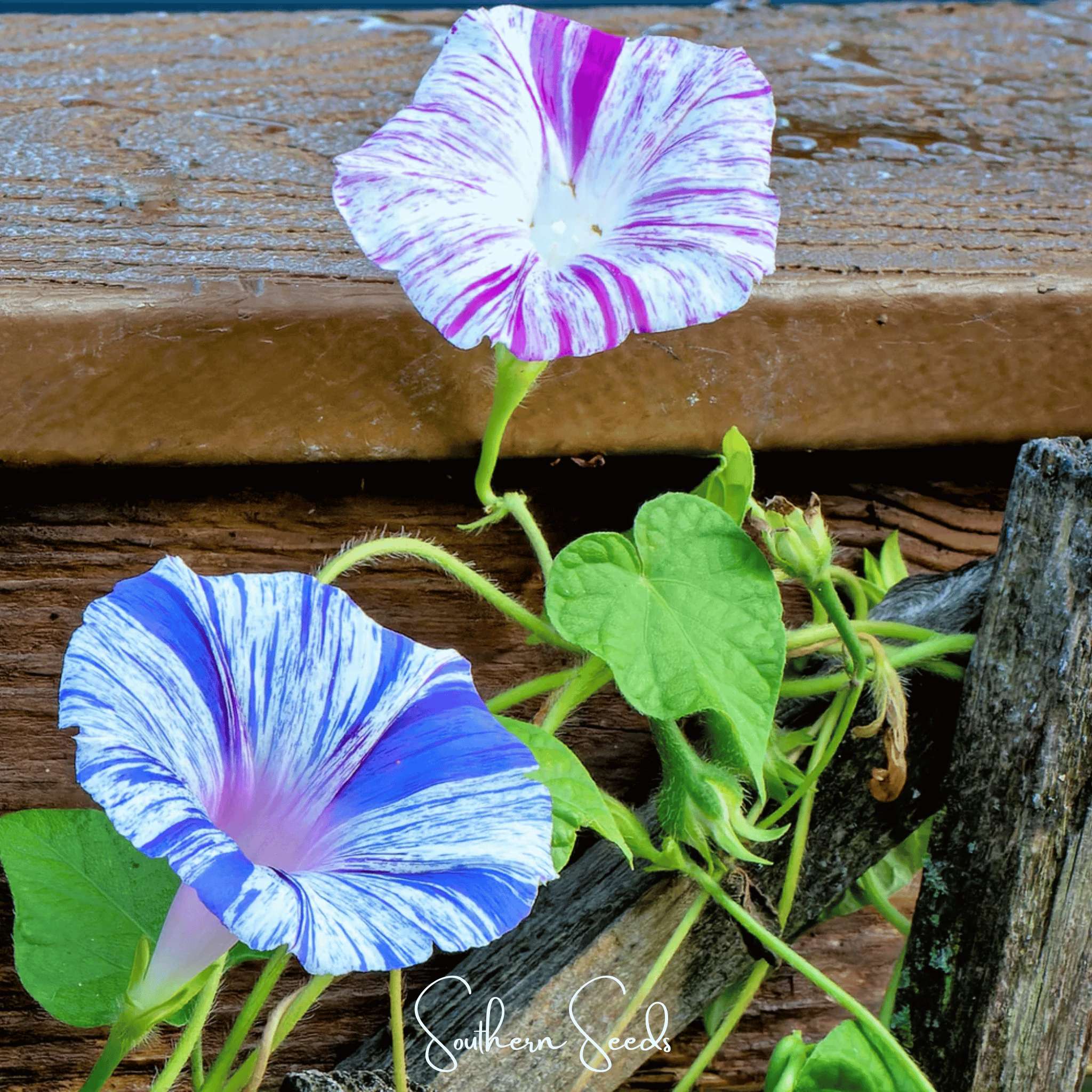 Harlequin Mix Morning Glory – 25 Seeds | Seeds | Wiccan Center