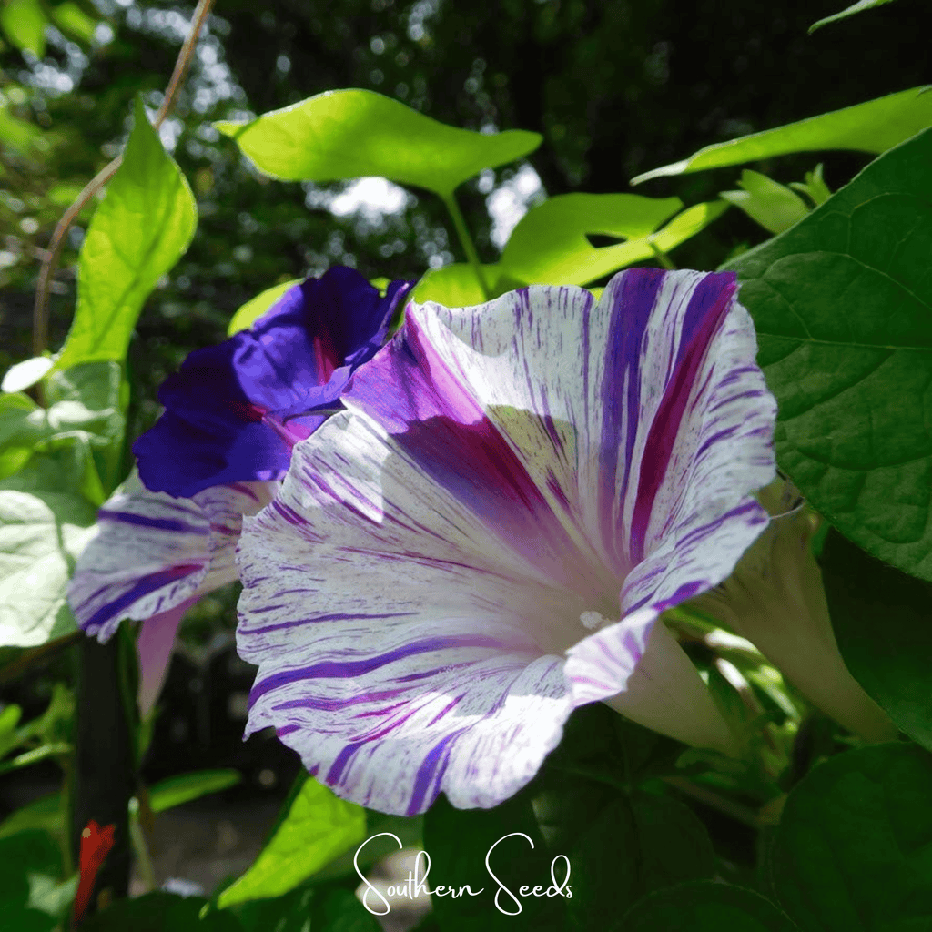 Harlequin Mix Morning Glory – 25 Seeds | Seeds | Wiccan Center