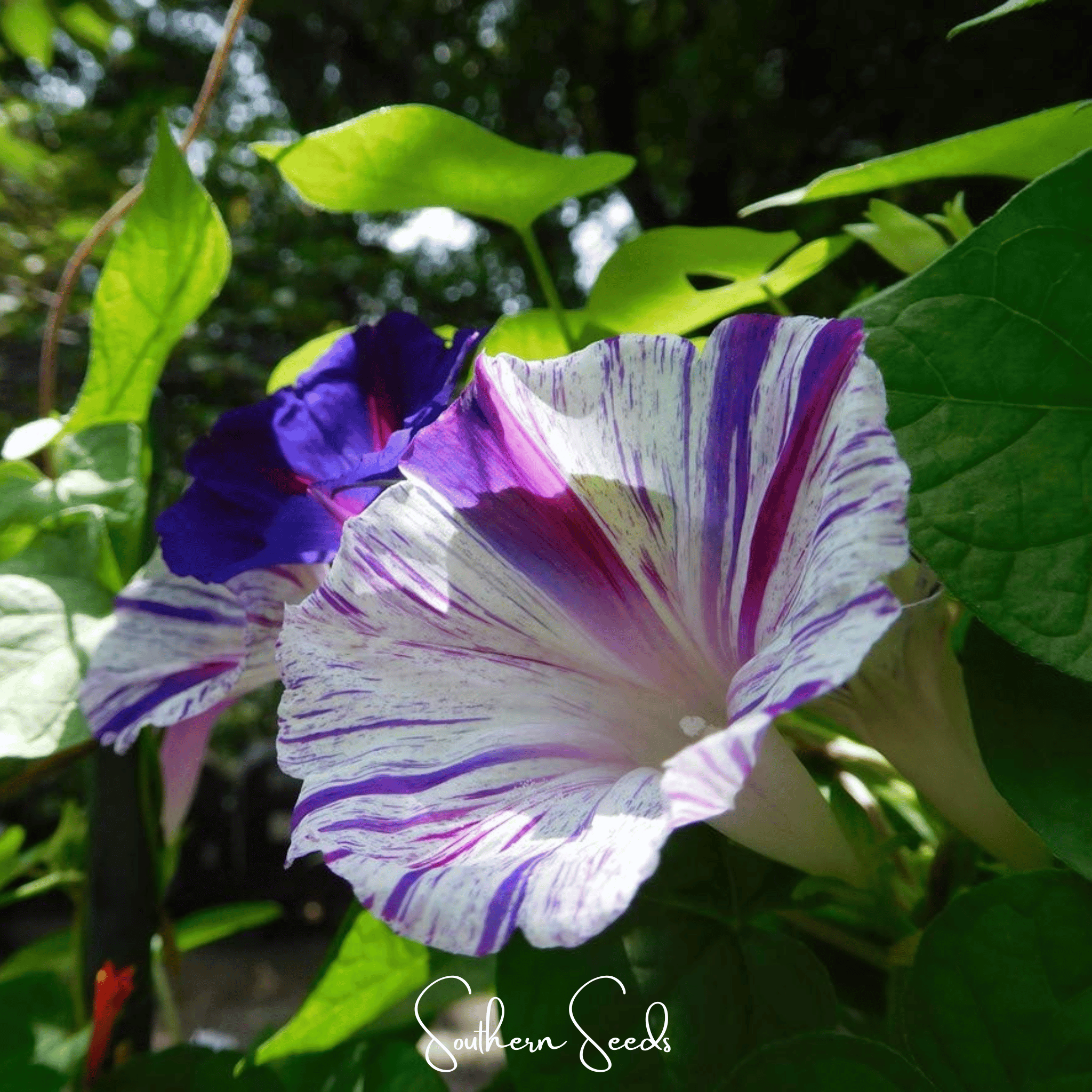 Harlequin Mix Morning Glory – 25 Seeds | Seeds | Wiccan Center