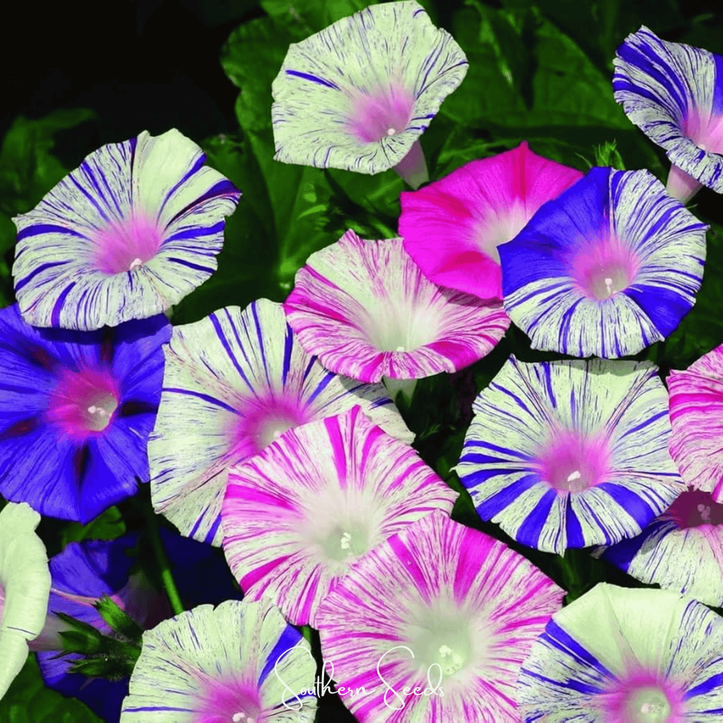 Harlequin Mix Morning Glory – 25 Seeds | Seeds | Wiccan Center