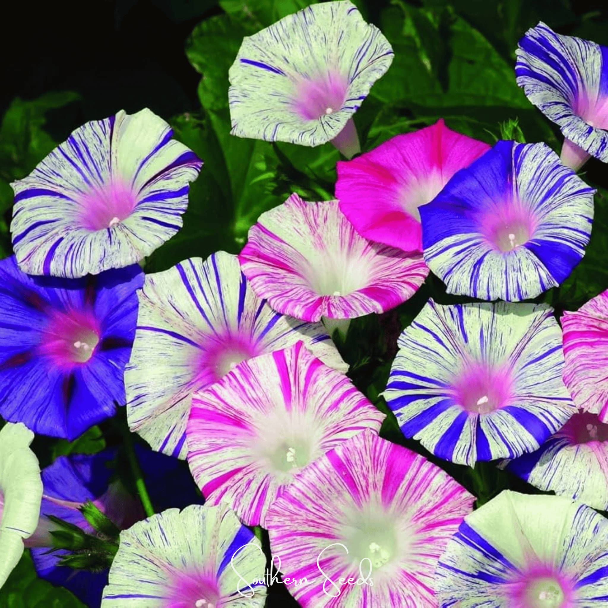Harlequin Mix Morning Glory – 25 Seeds | Seeds | Wiccan Center