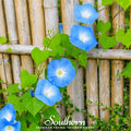 Heavenly Blue Morning Glory – 50 Seeds | | Wiccan Center