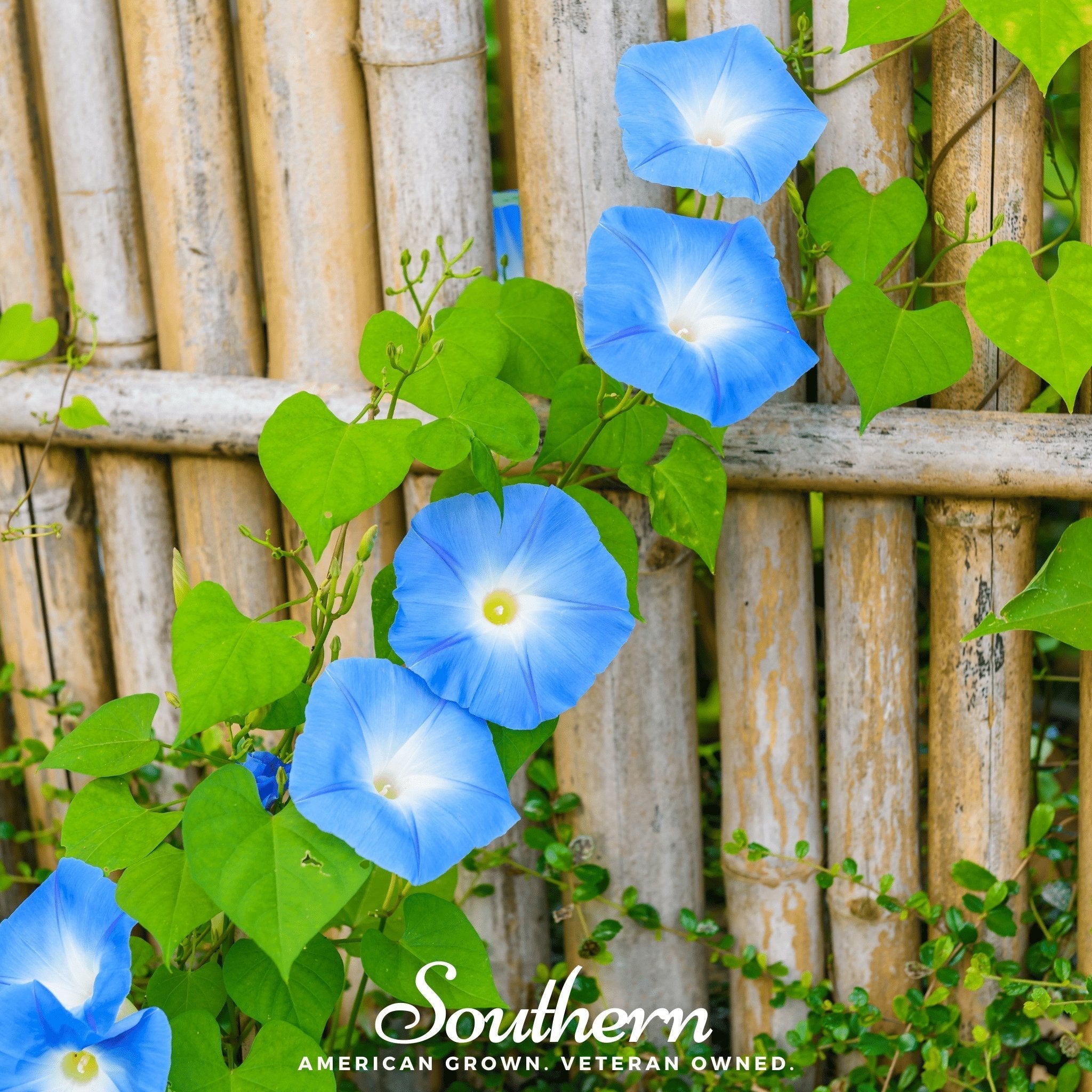 Heavenly Blue Morning Glory – 50 Seeds | | Wiccan Center