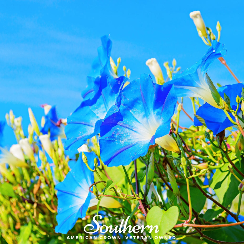 Heavenly Blue Morning Glory – 50 Seeds | | Wiccan Center