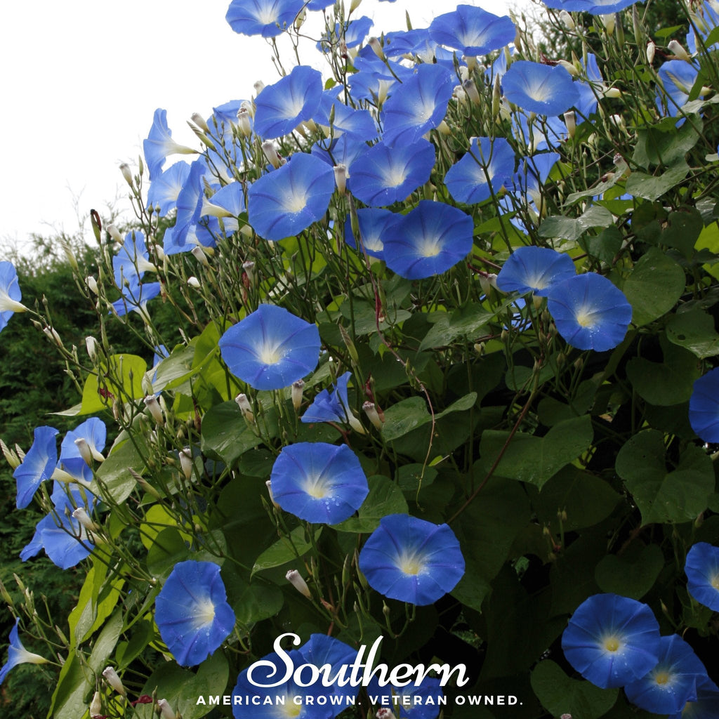 Heavenly Blue Morning Glory – 50 Seeds | | Wiccan Center