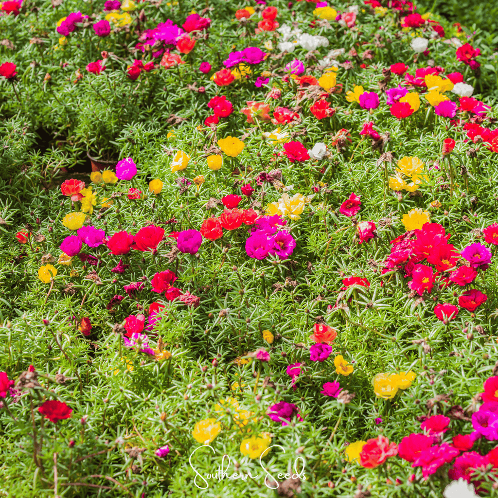 Moss Rose Mix – 250 Seeds | Seeds | Wiccan Center