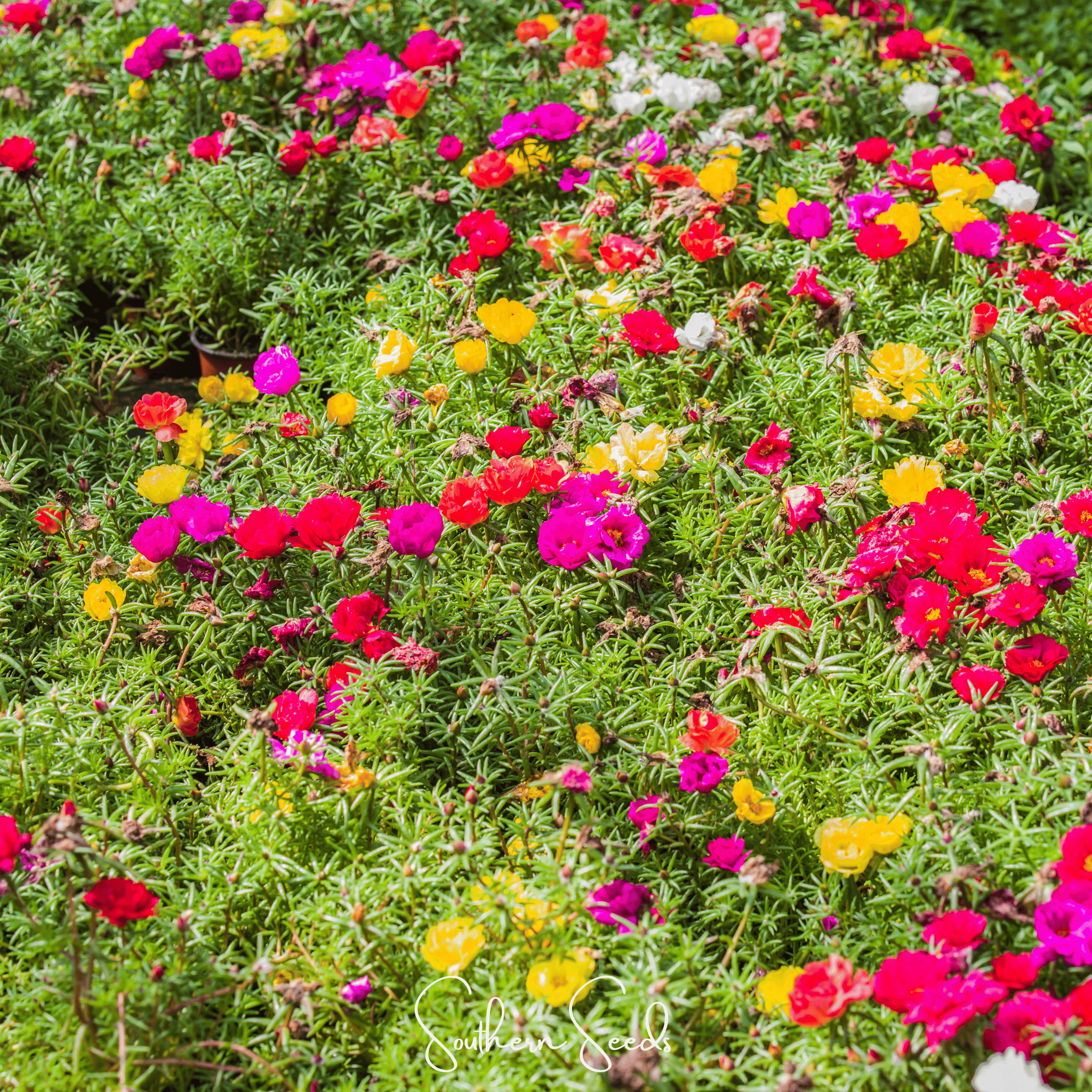 Moss Rose Mix – 250 Seeds | Seeds | Wiccan Center