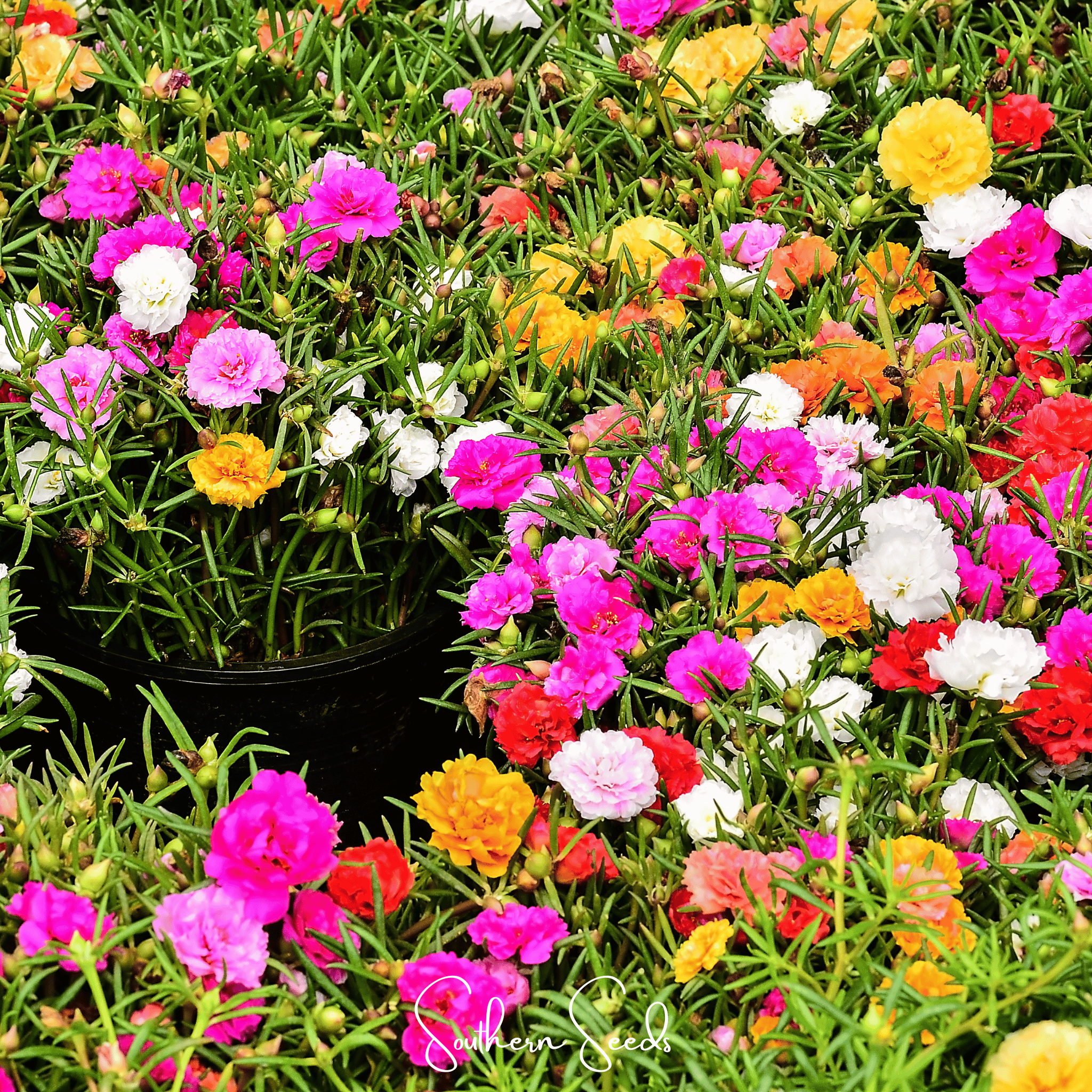 Moss Rose Mix – 250 Seeds | Seeds | Wiccan Center