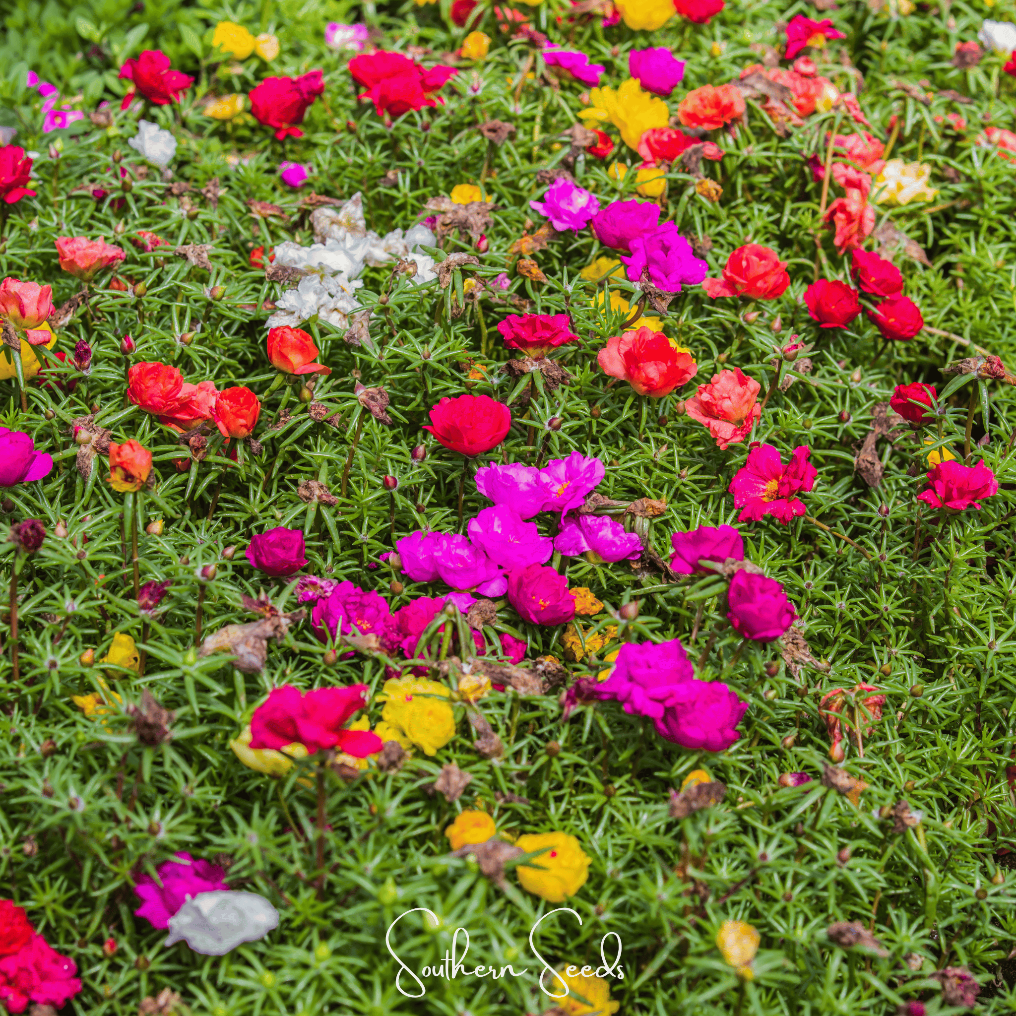 Moss Rose Mix – 250 Seeds | Seeds | Wiccan Center