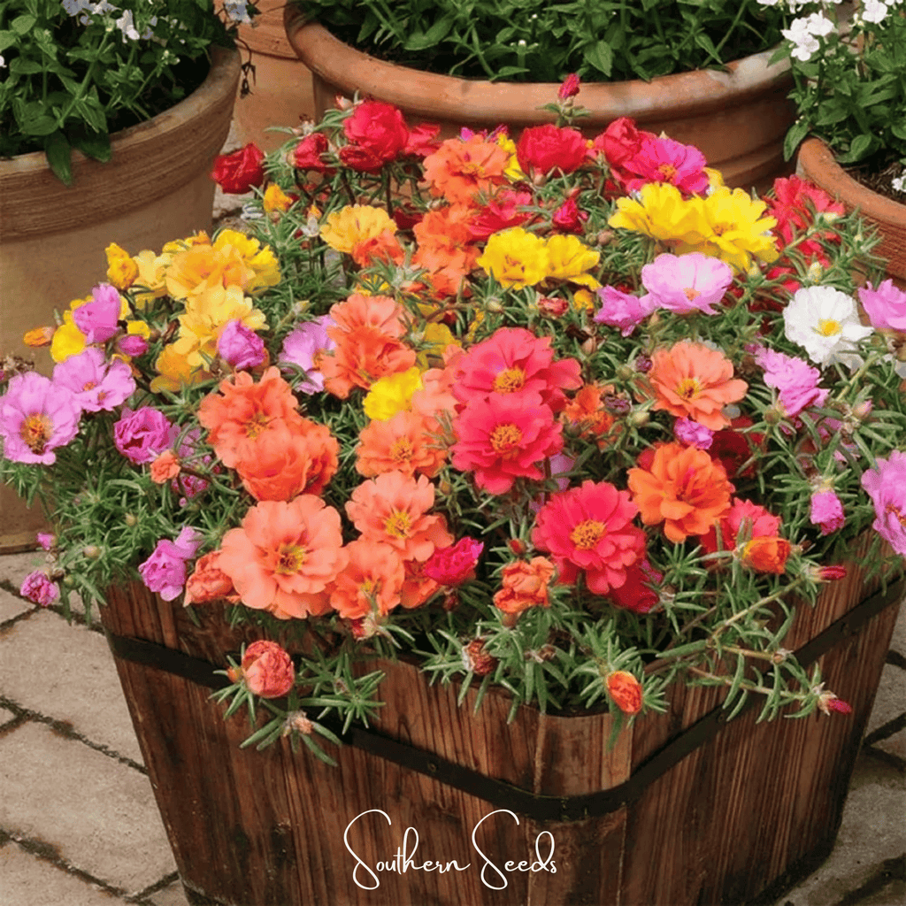 Moss Rose Mix – 250 Seeds | Seeds | Wiccan Center