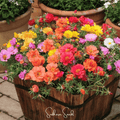 Moss Rose Mix – 250 Seeds | Seeds | Wiccan Center