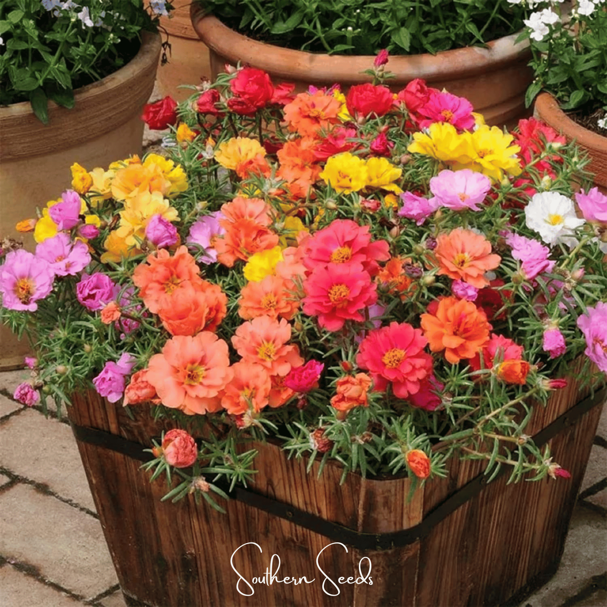 Moss Rose Mix – 250 Seeds | Seeds | Wiccan Center