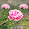 Pink Moss Rose – 250 Seeds | Seeds | Wiccan Center