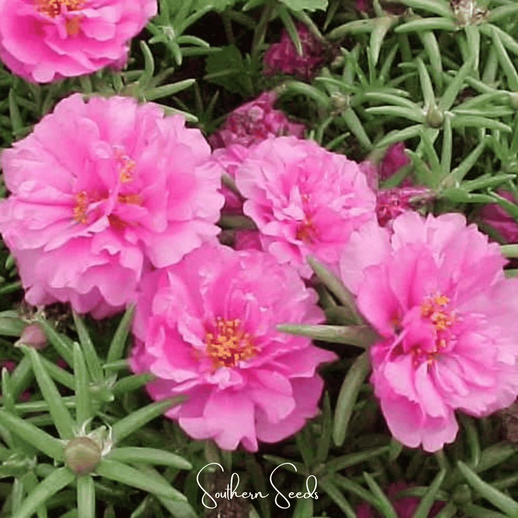 Pink Moss Rose – 250 Seeds | Seeds | Wiccan Center