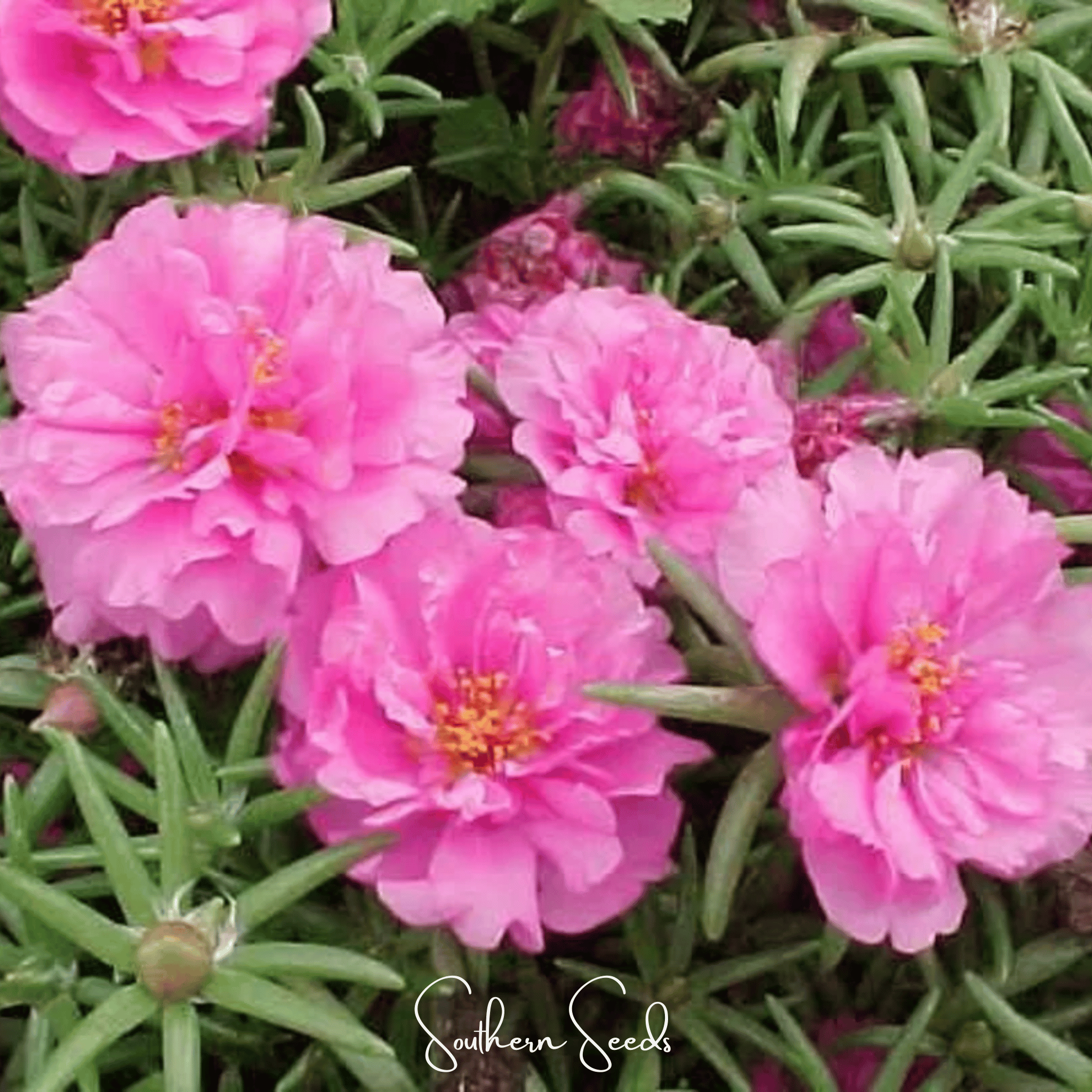 Pink Moss Rose – 250 Seeds | Seeds | Wiccan Center