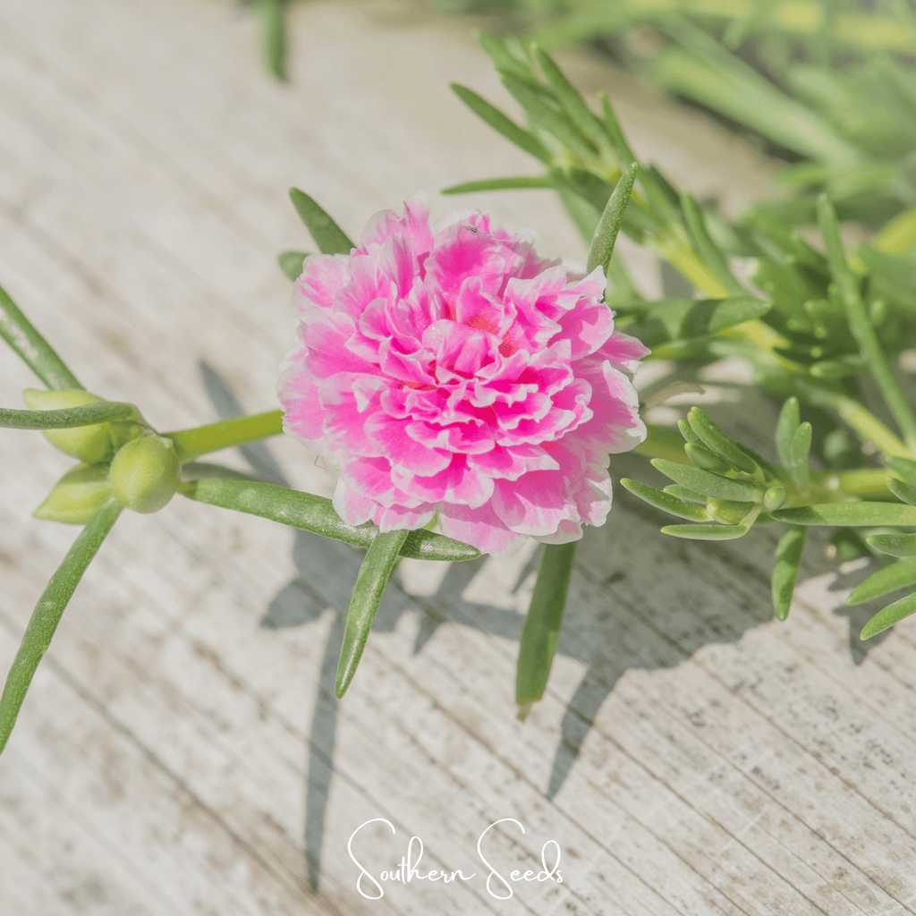 Pink Moss Rose – 250 Seeds | Seeds | Wiccan Center