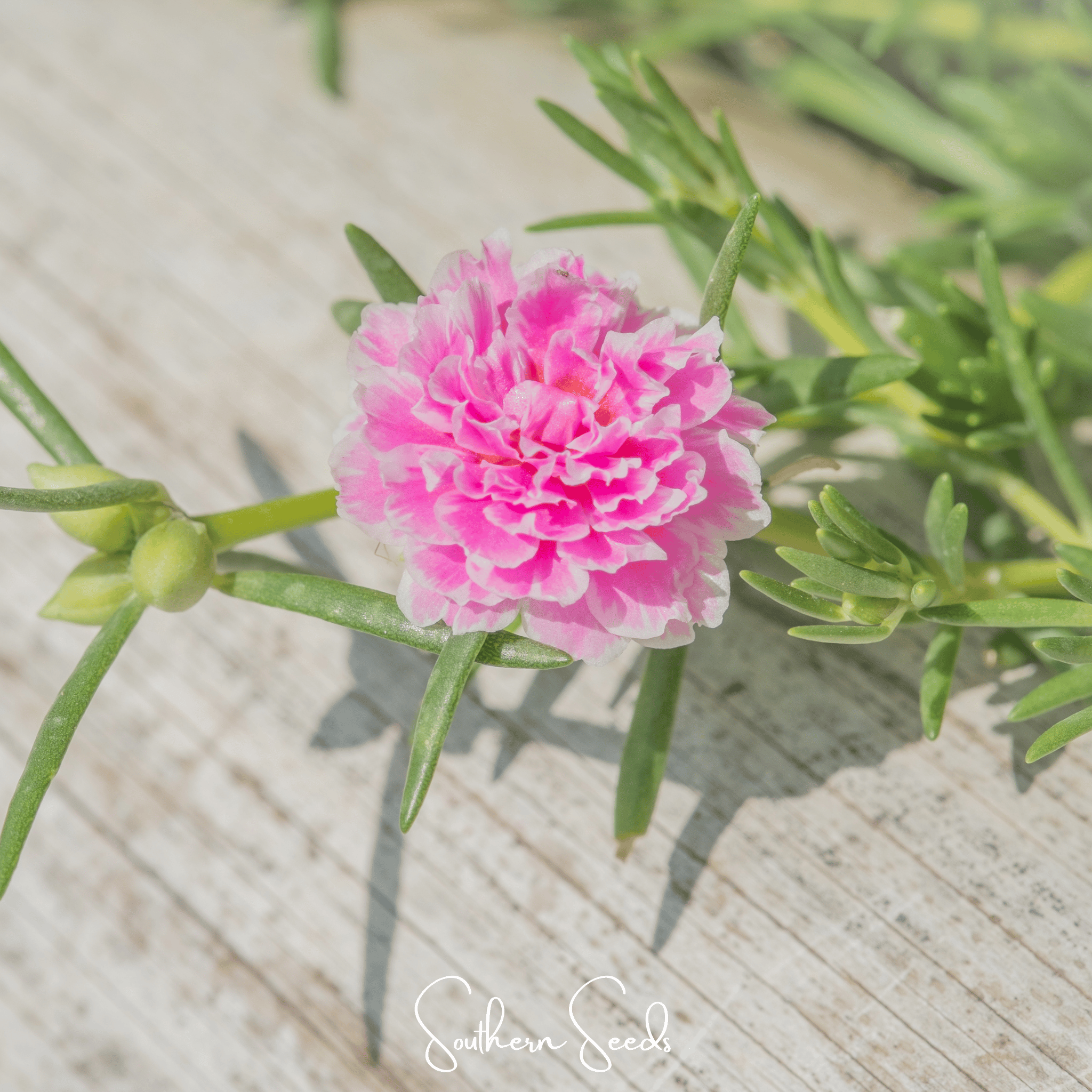 Pink Moss Rose – 250 Seeds | Seeds | Wiccan Center