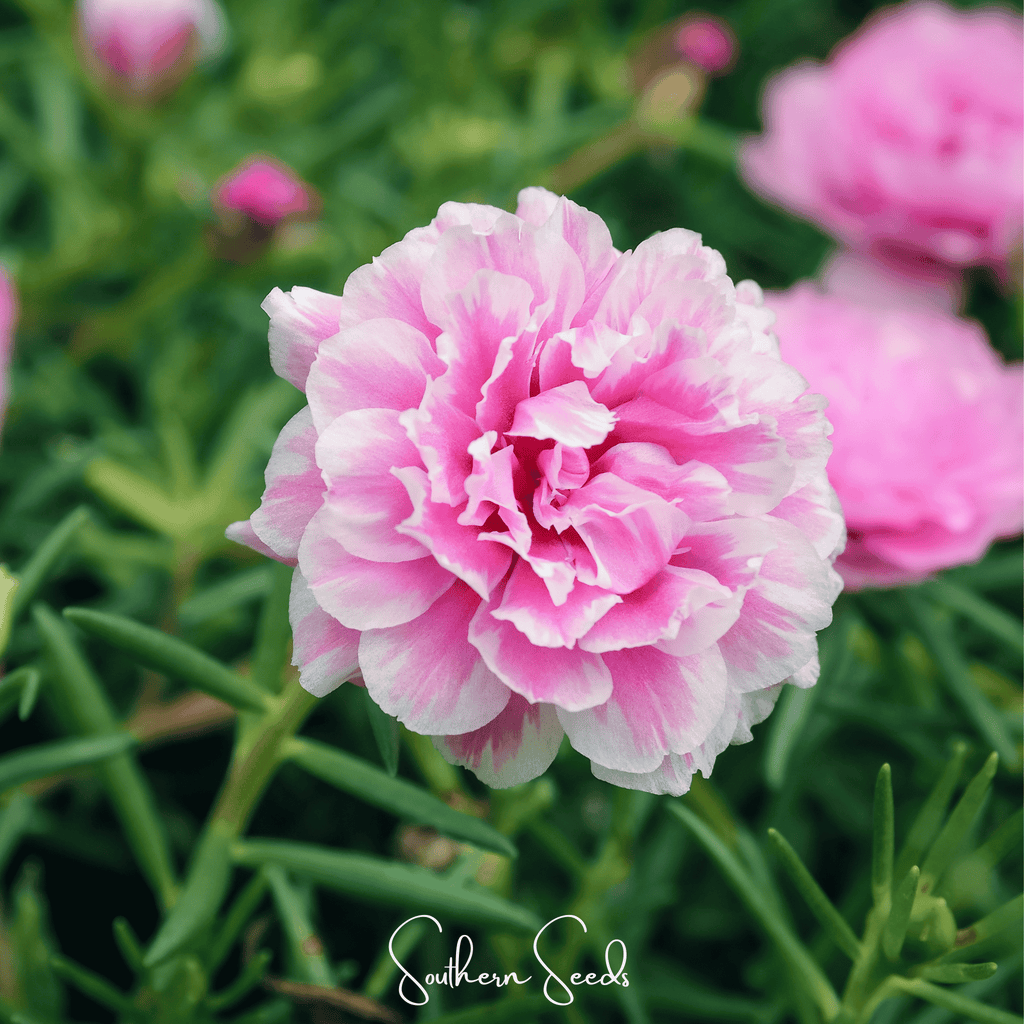 Pink Moss Rose – 250 Seeds | Seeds | Wiccan Center
