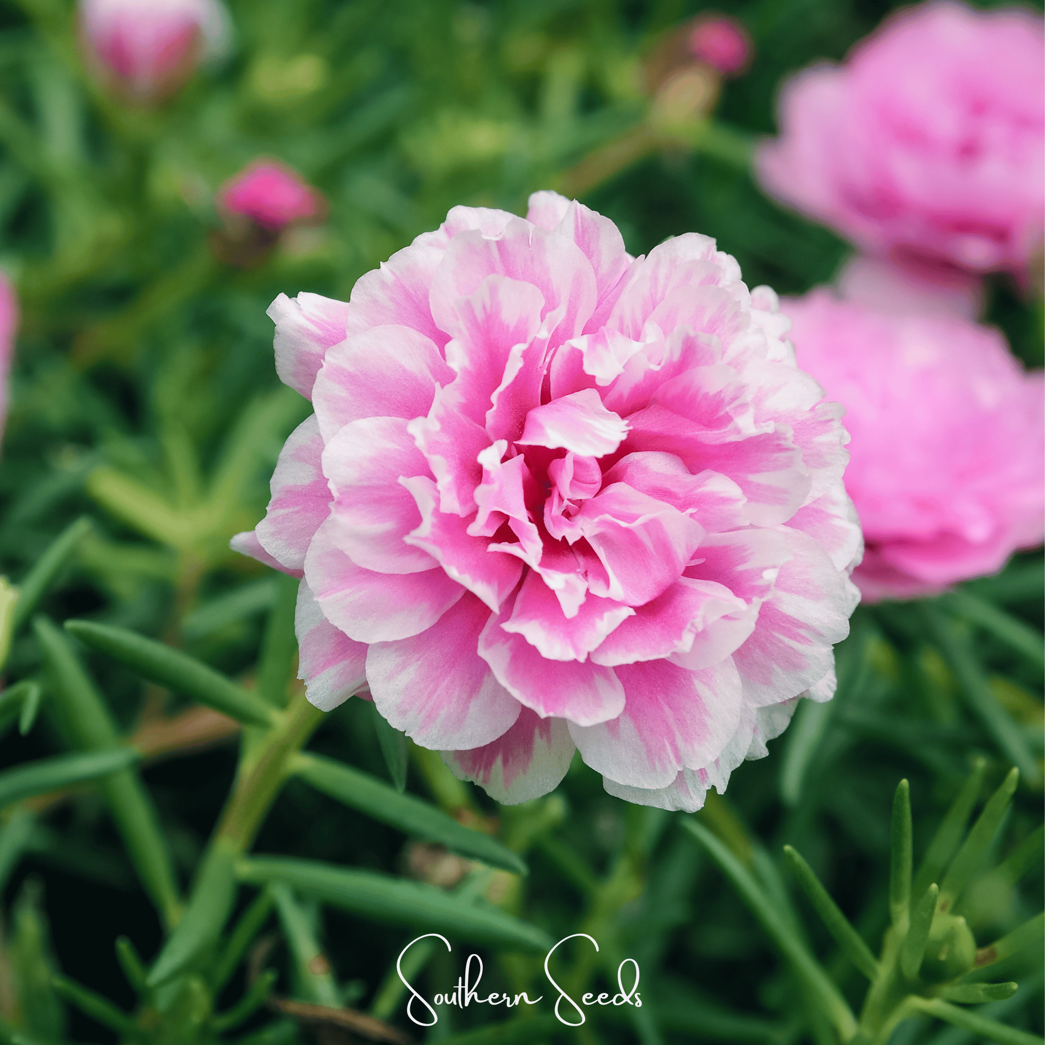 Pink Moss Rose – 250 Seeds | Seeds | Wiccan Center