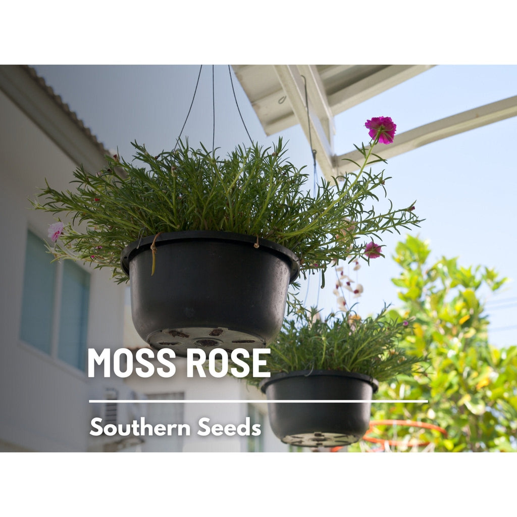 Pink Moss Rose – 250 Seeds | Seeds | Wiccan Center
