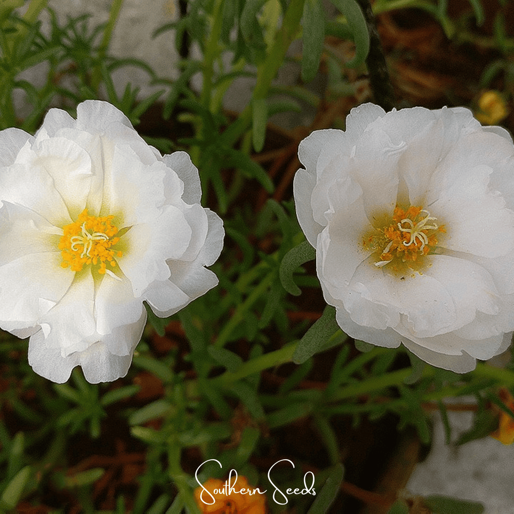 White Moss Rose – 250 Seeds | Seeds | Wiccan Center