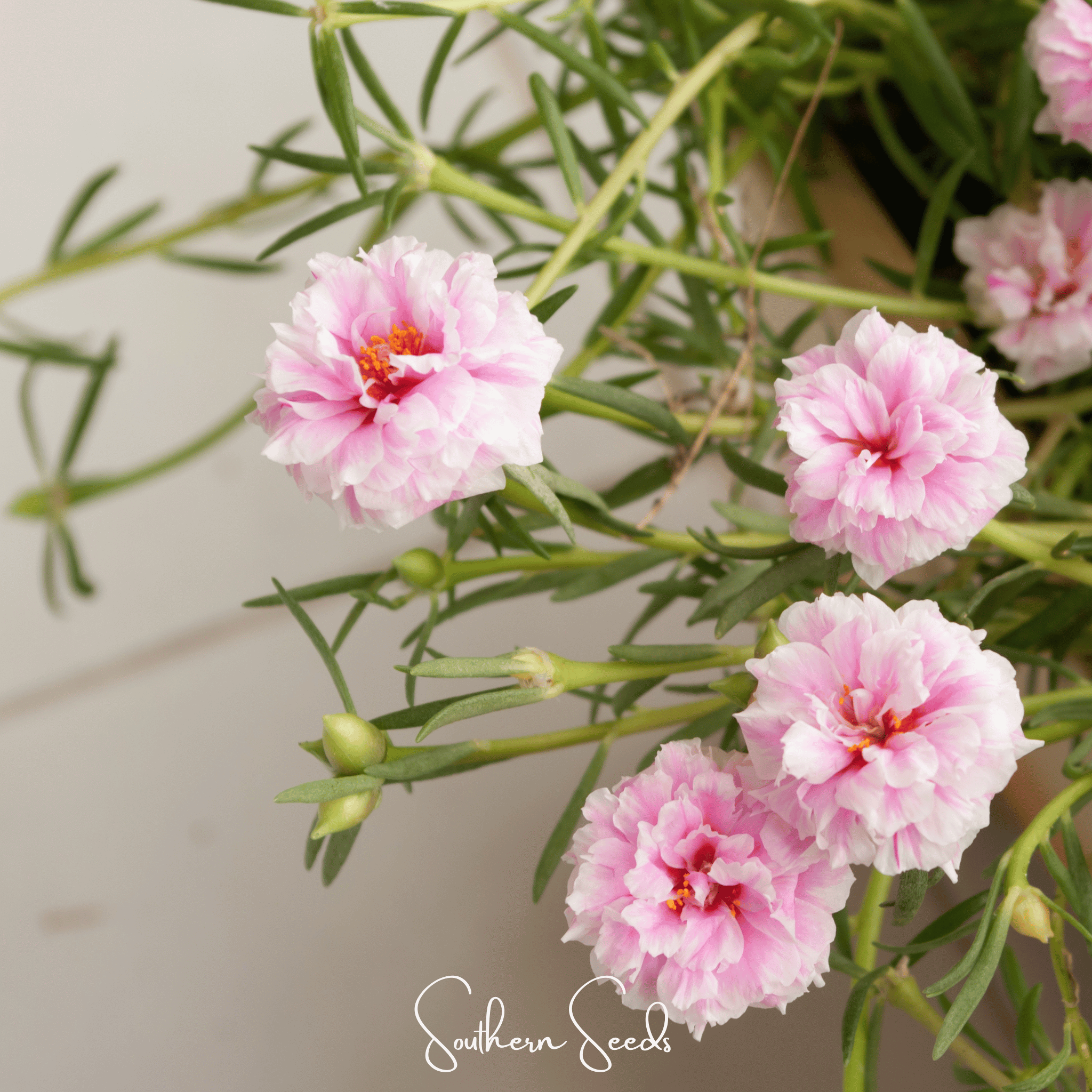 White Moss Rose – 250 Seeds | Seeds | Wiccan Center