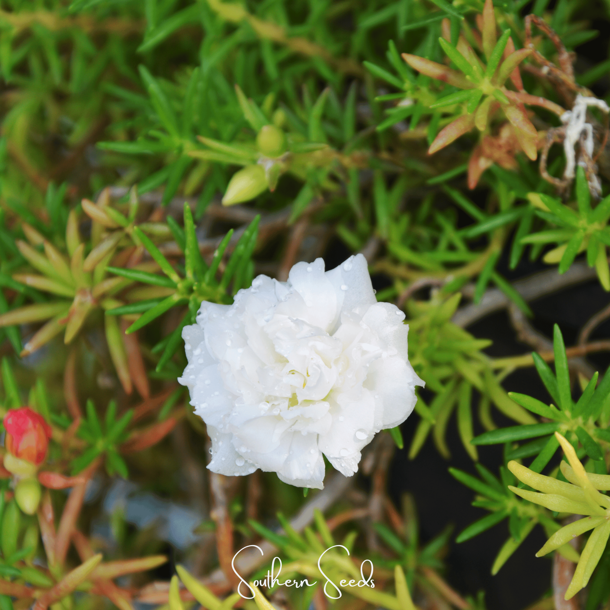 White Moss Rose – 250 Seeds | Seeds | Wiccan Center