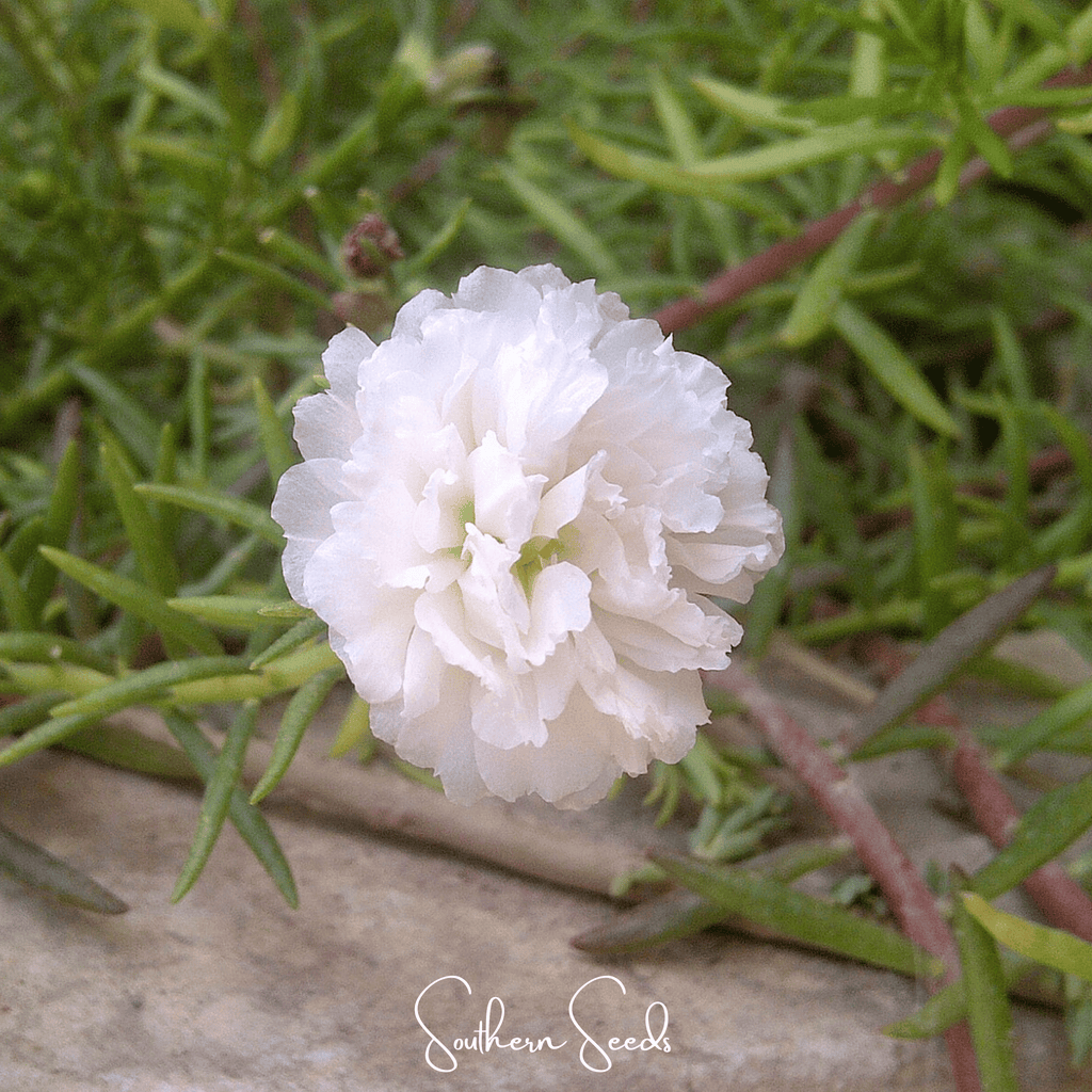 White Moss Rose – 250 Seeds | Seeds | Wiccan Center