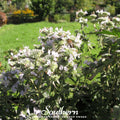 Mountain Mint – 100 Seeds | | Wiccan Center