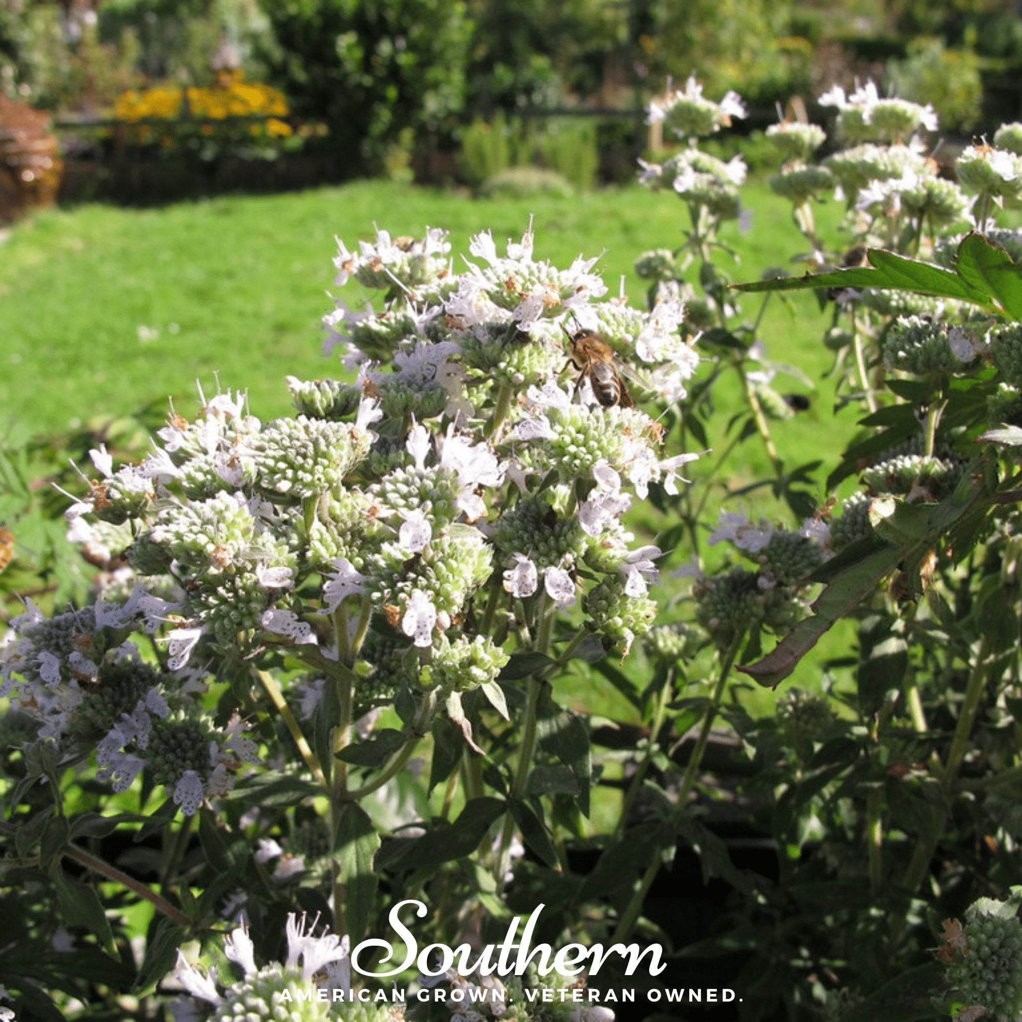 Mountain Mint – 100 Seeds | | Wiccan Center
