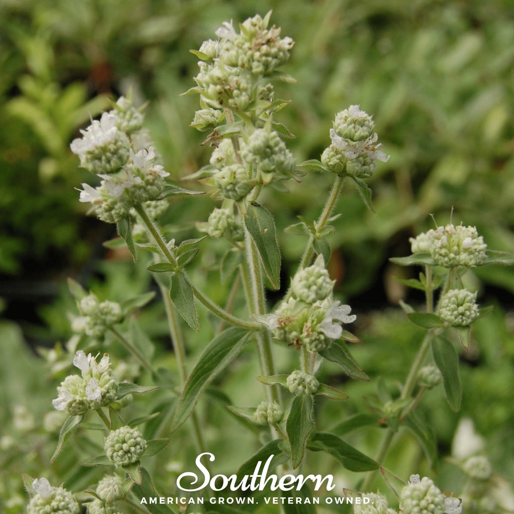 Mountain Mint – 100 Seeds | | Wiccan Center