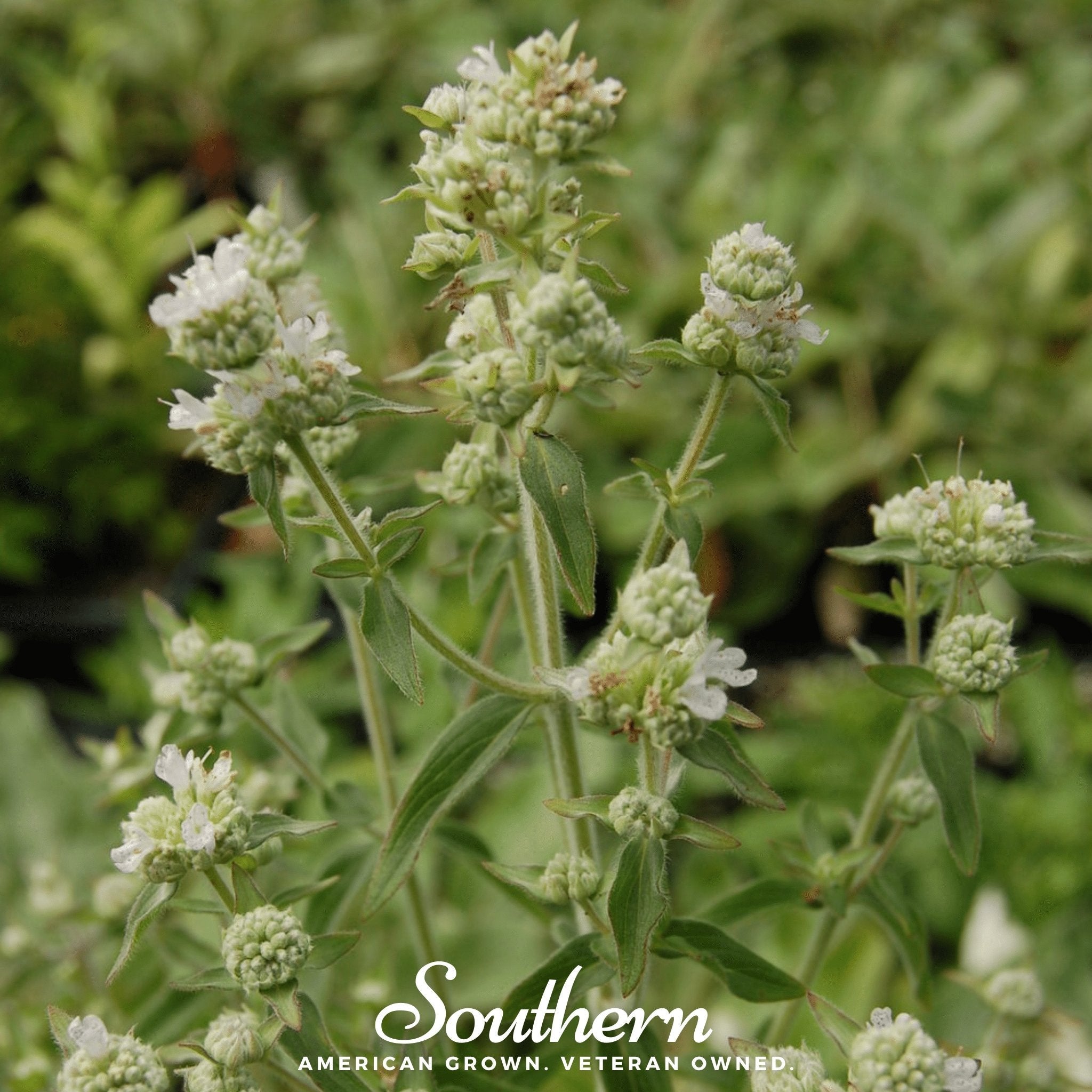 Mountain Mint – 100 Seeds | | Wiccan Center
