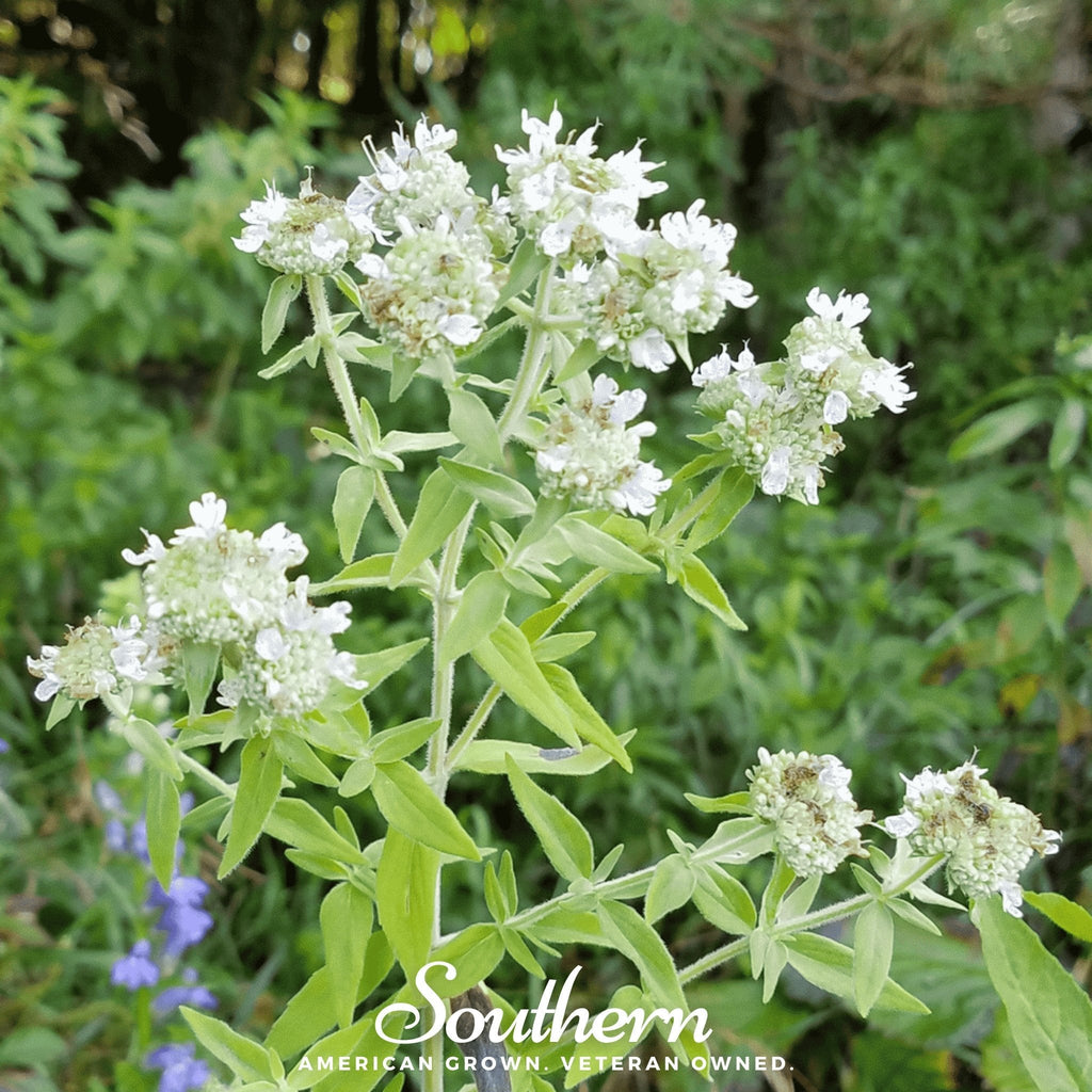 Mountain Mint – 100 Seeds | | Wiccan Center