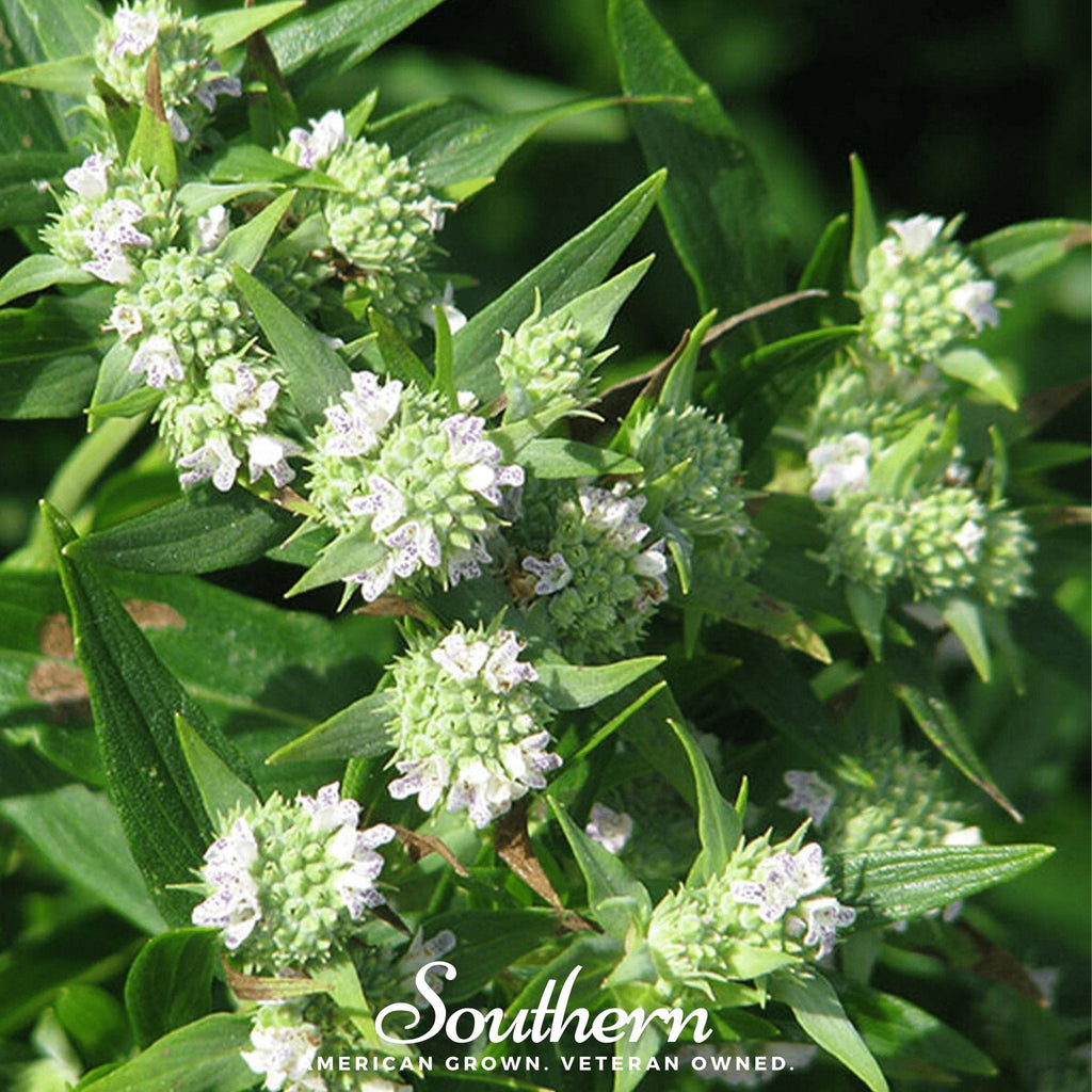 Mountain Mint – 100 Seeds | | Wiccan Center