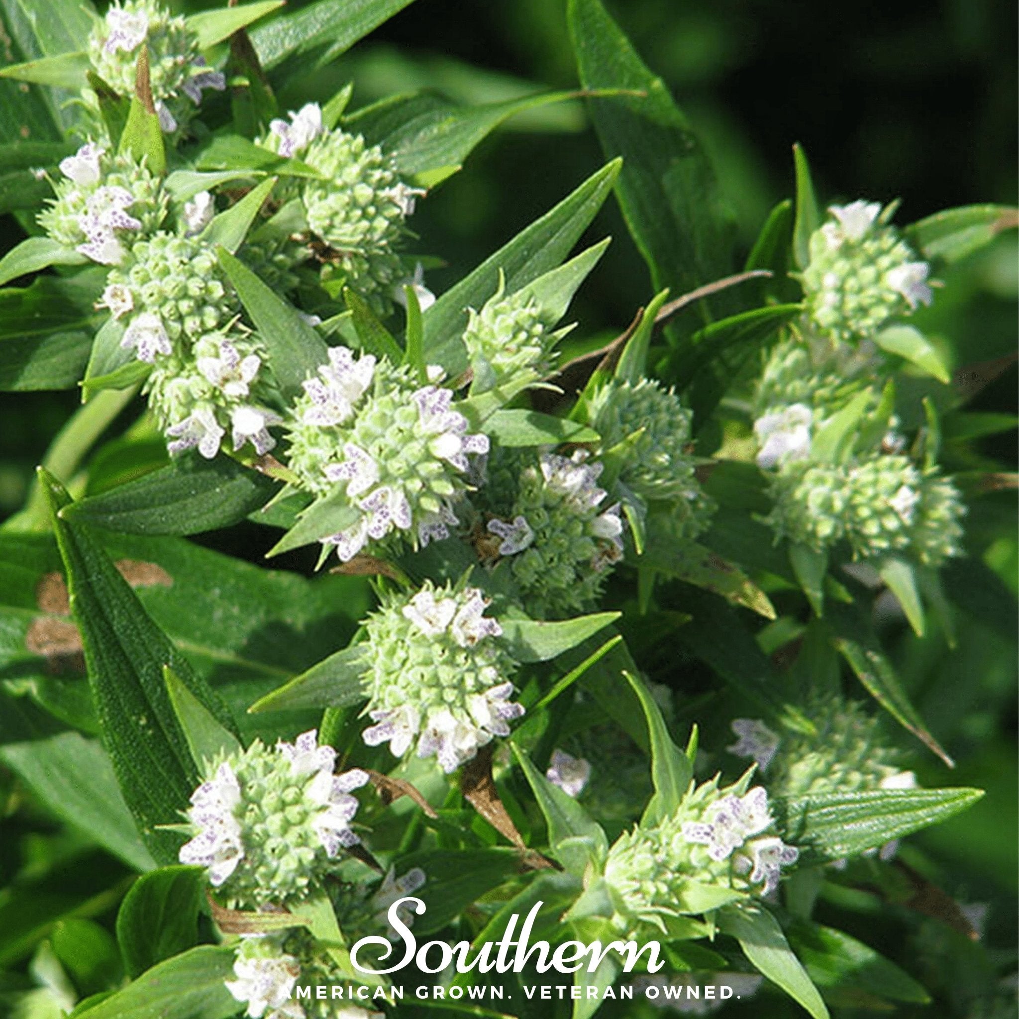 Mountain Mint – 100 Seeds | | Wiccan Center