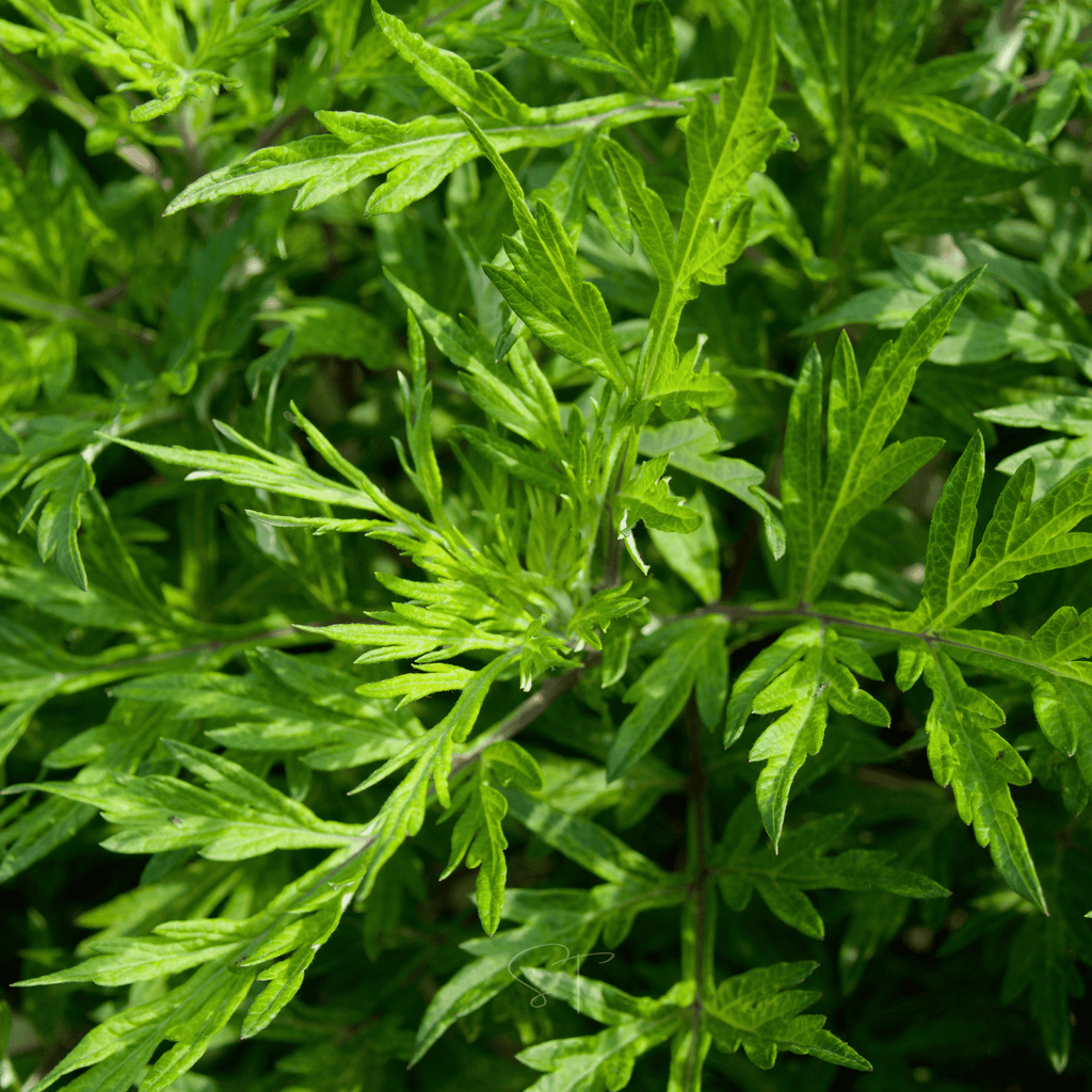 Mugwort – 200 Seeds | Seeds | Wiccan Center