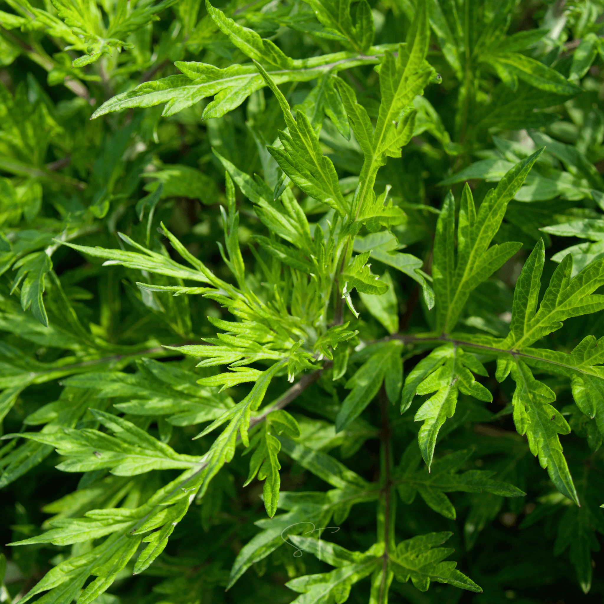 Mugwort – 200 Seeds | Seeds | Wiccan Center