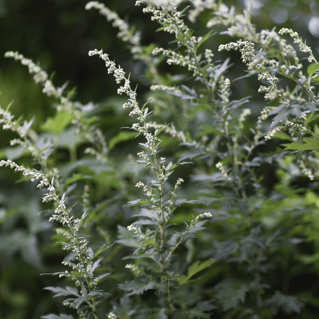 Mugwort – 200 Seeds | Seeds | Wiccan Center