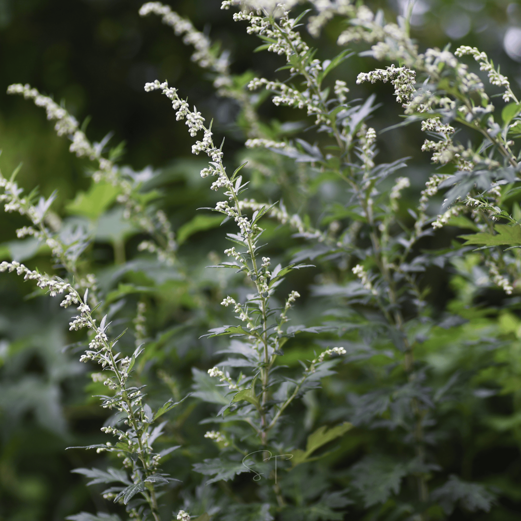 Mugwort – 200 Seeds | Seeds | Wiccan Center