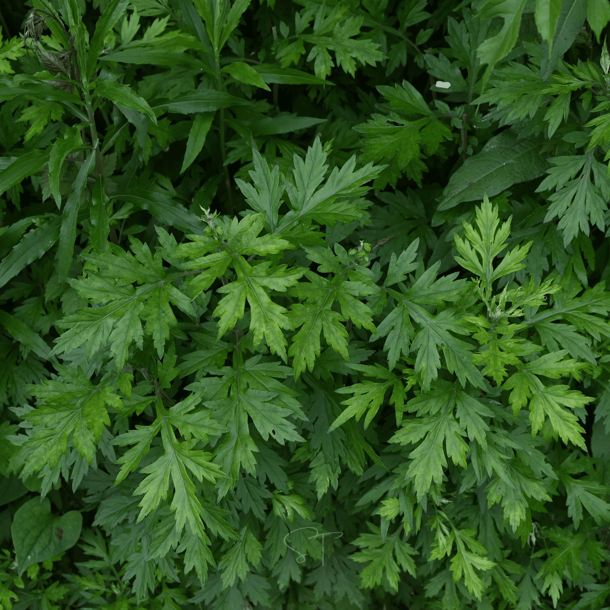 Mugwort – 200 Seeds | Seeds | Wiccan Center