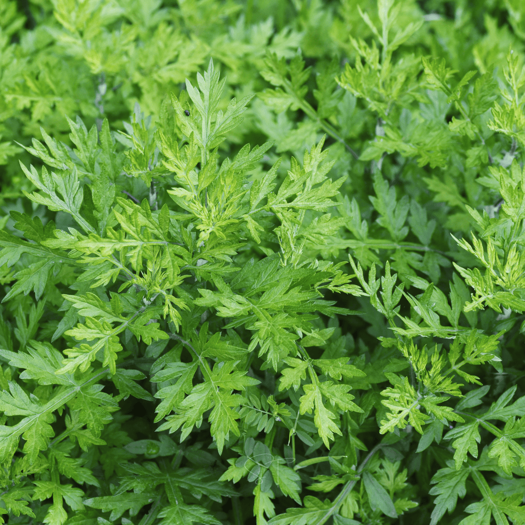 Mugwort – 200 Seeds | Seeds | Wiccan Center