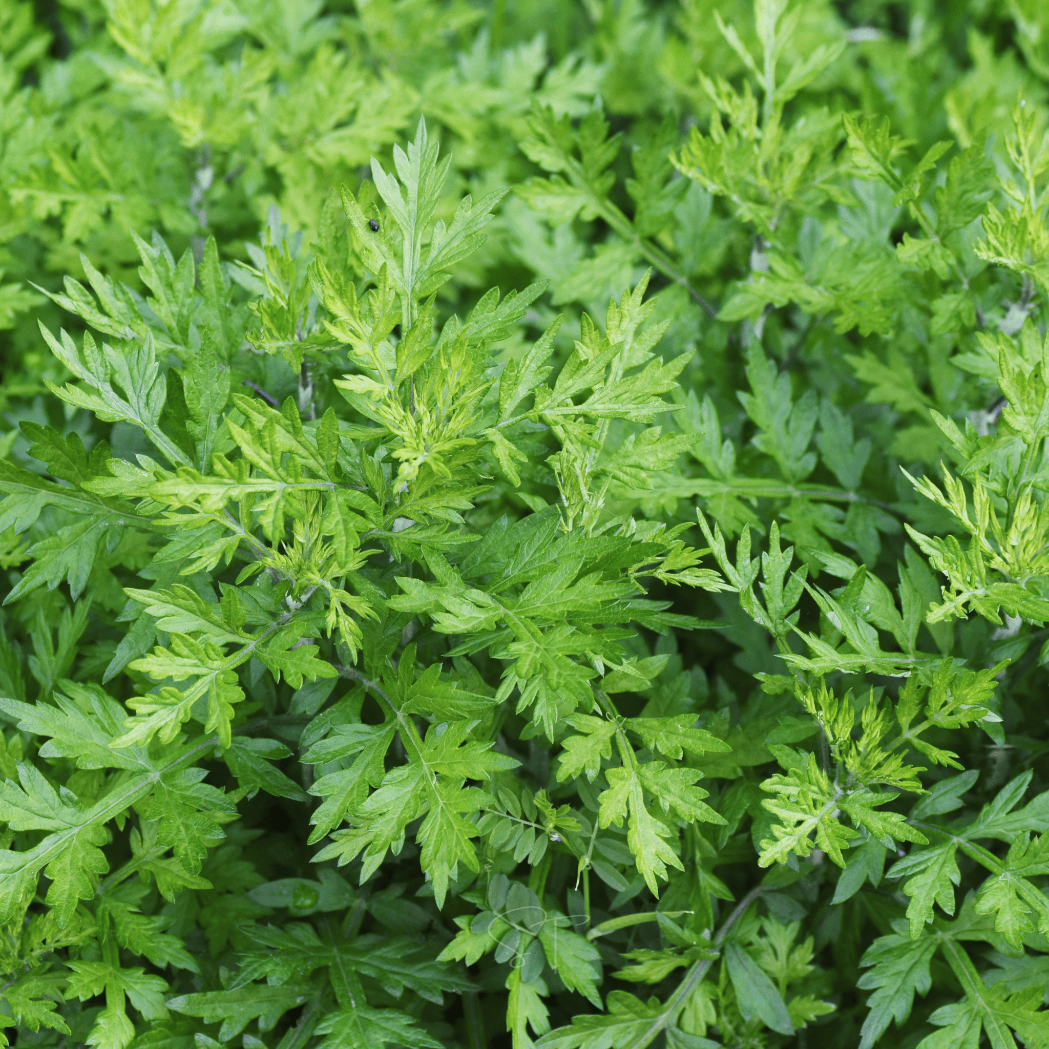 Mugwort – 200 Seeds | Seeds | Wiccan Center