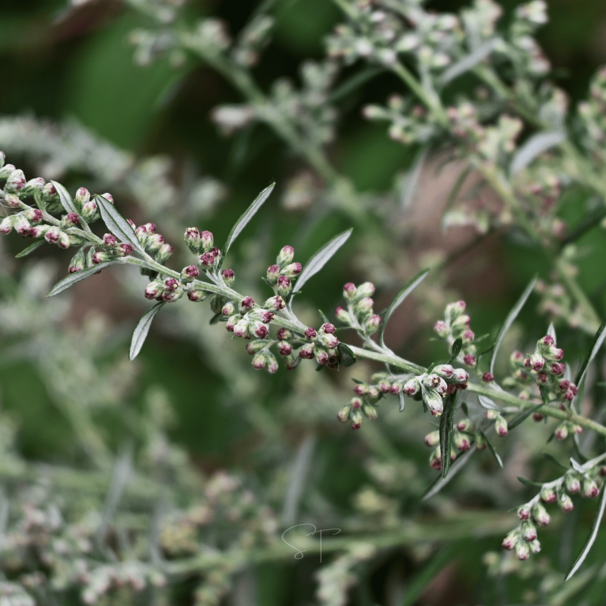 Mugwort – 200 Seeds | Seeds | Wiccan Center