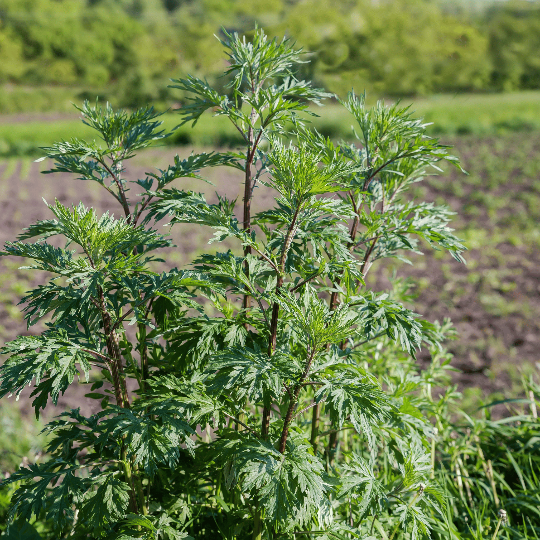 Mugwort – 200 Seeds | Seeds | Wiccan Center