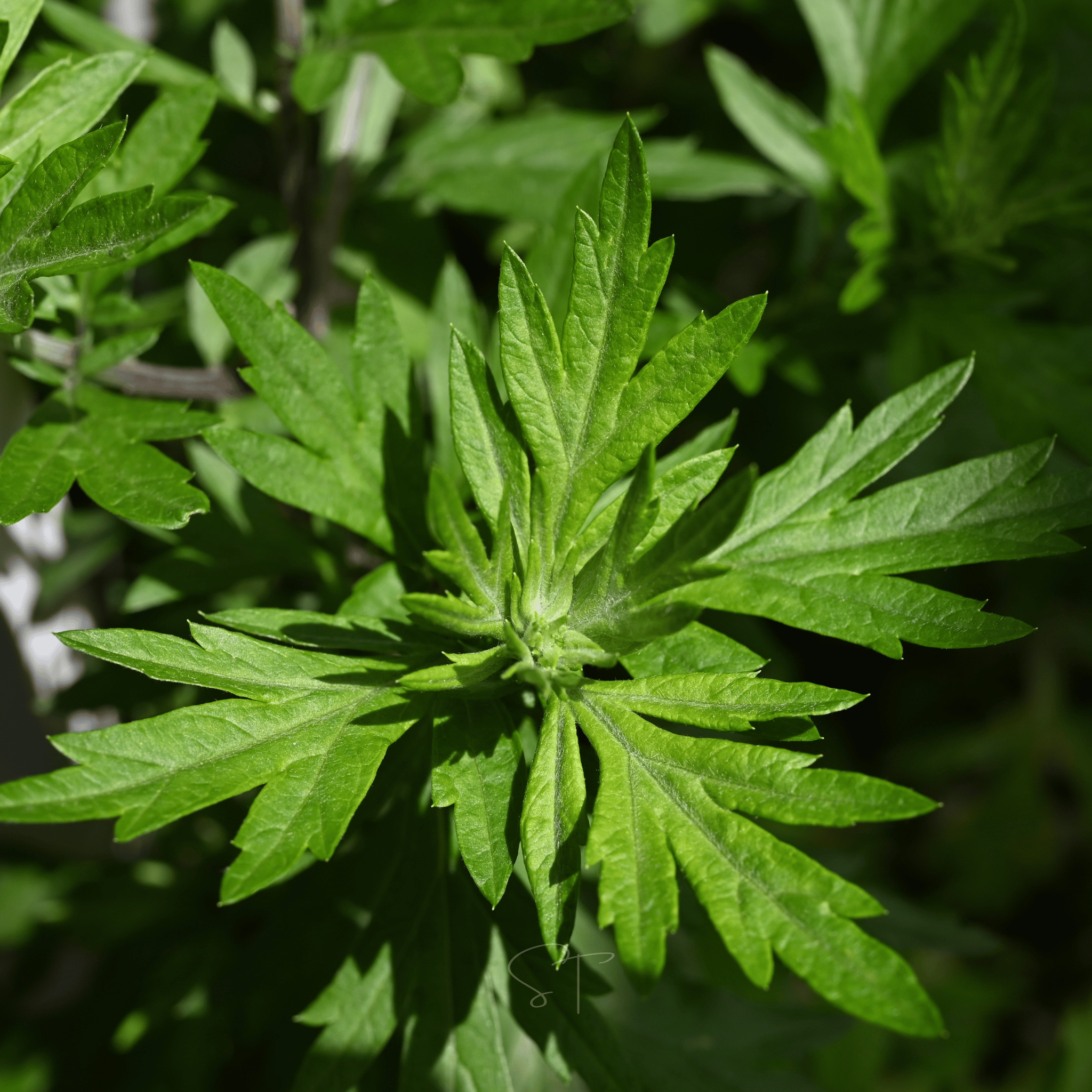 Mugwort – 200 Seeds | Seeds | Wiccan Center