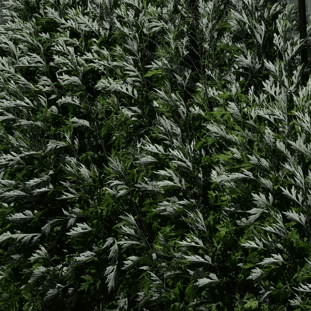 Mugwort – 200 Seeds | Seeds | Wiccan Center