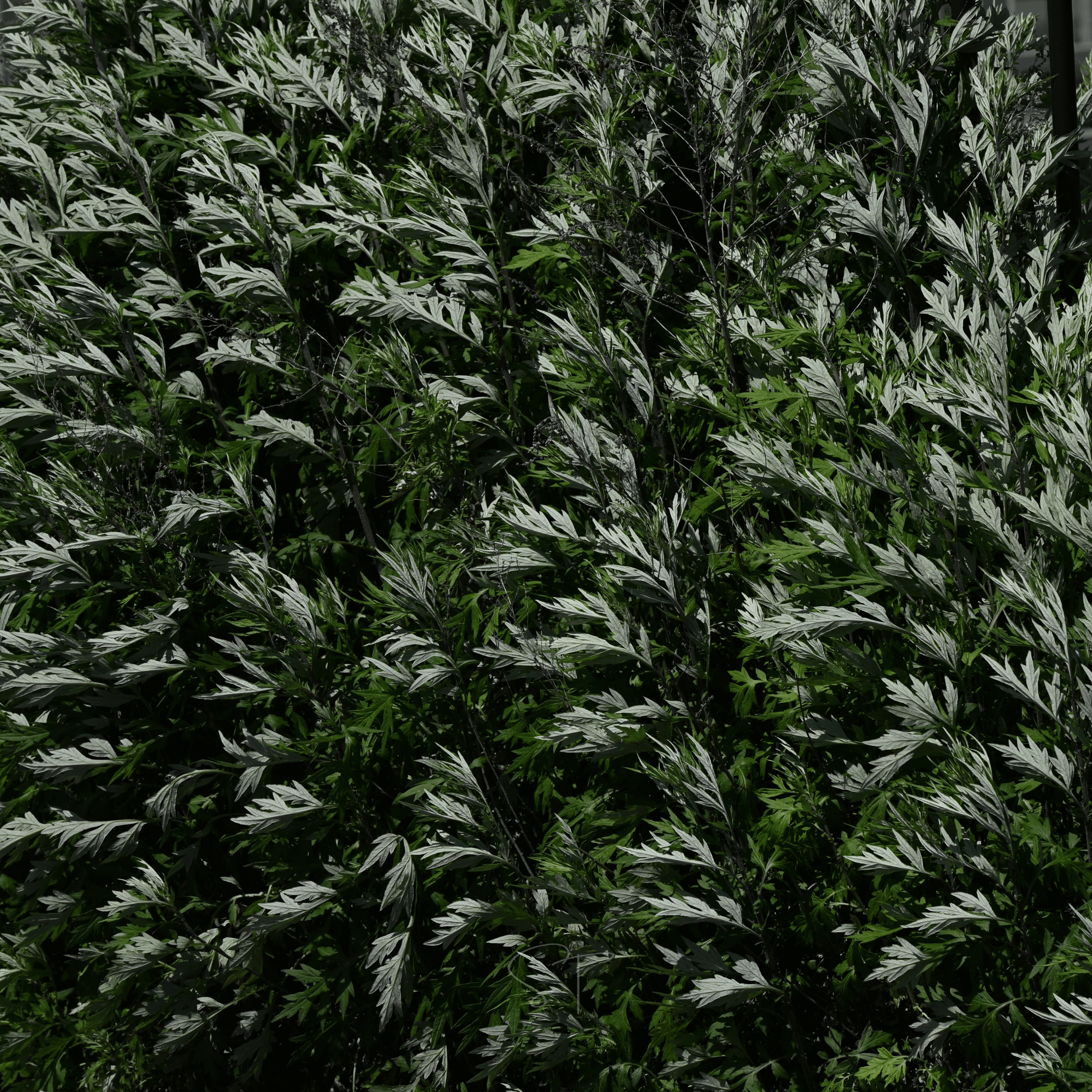 Mugwort – 200 Seeds | Seeds | Wiccan Center