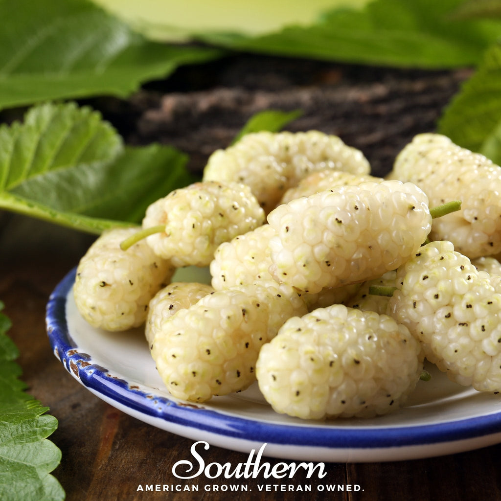 White Mulberry – 50 Seeds | | Wiccan Center