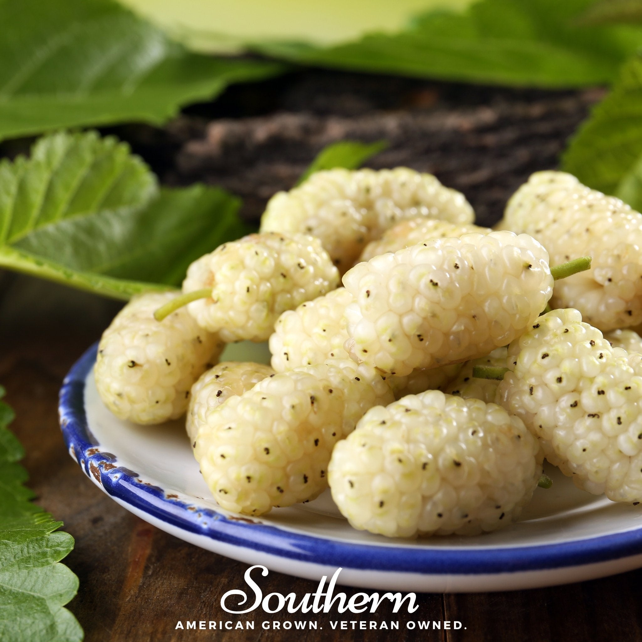 White Mulberry – 50 Seeds | | Wiccan Center